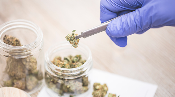 Louisiana’s Medical Marijuana Program: 2022 Legislative Recap
